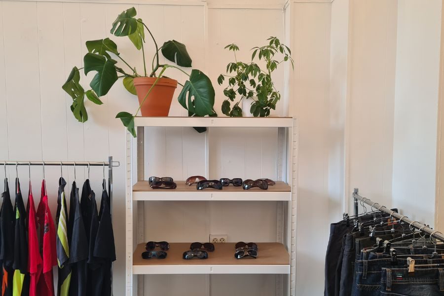 hylle med solrbiller og plante hos v06 på grunerløkka