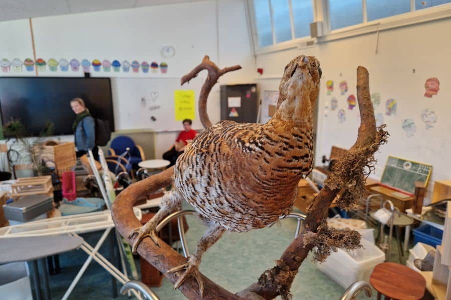 utstoppet fugl på loppemarkedet på årvoll skole